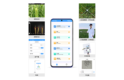 长寿区小麦表型测量仪IN-XM05